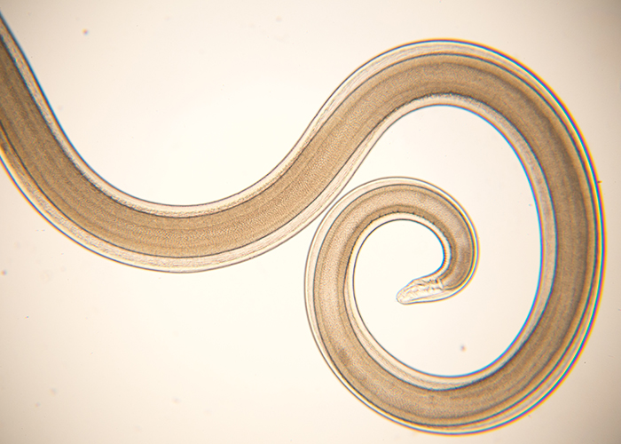 PARASITEN erfolgreich behandeln